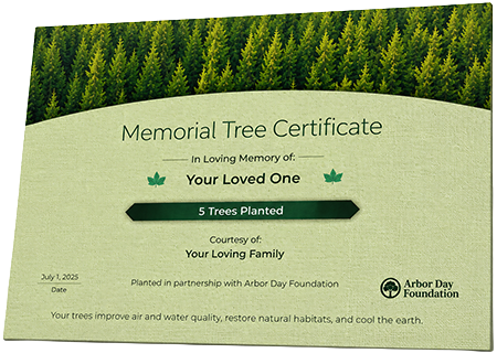 Plant Trees in Memory of Matthew Simmons